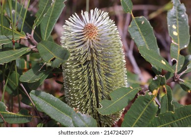 Банксия Броуна