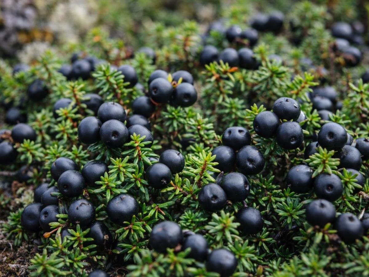 Самшит вечнозеленый