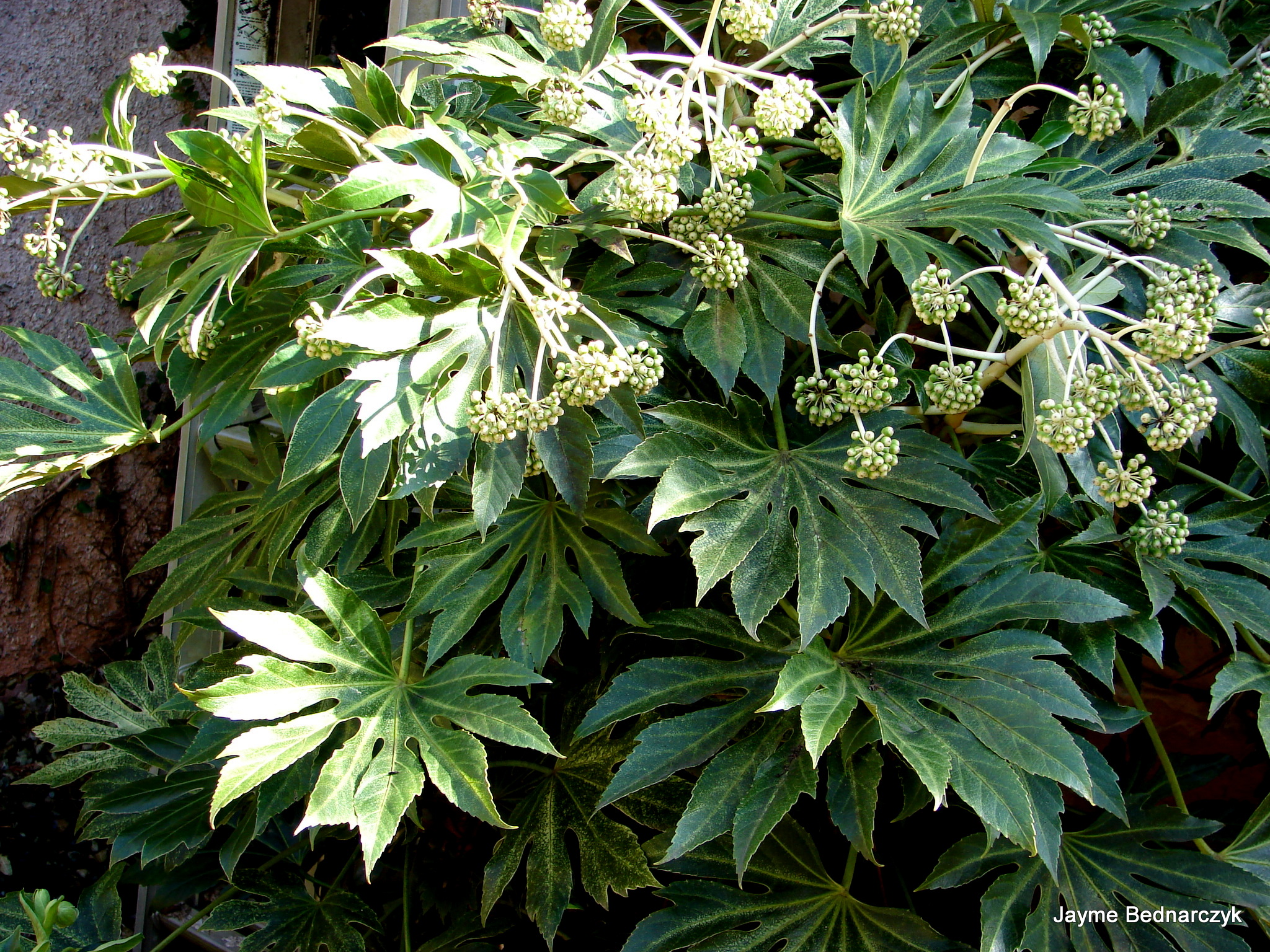 Каштан японский