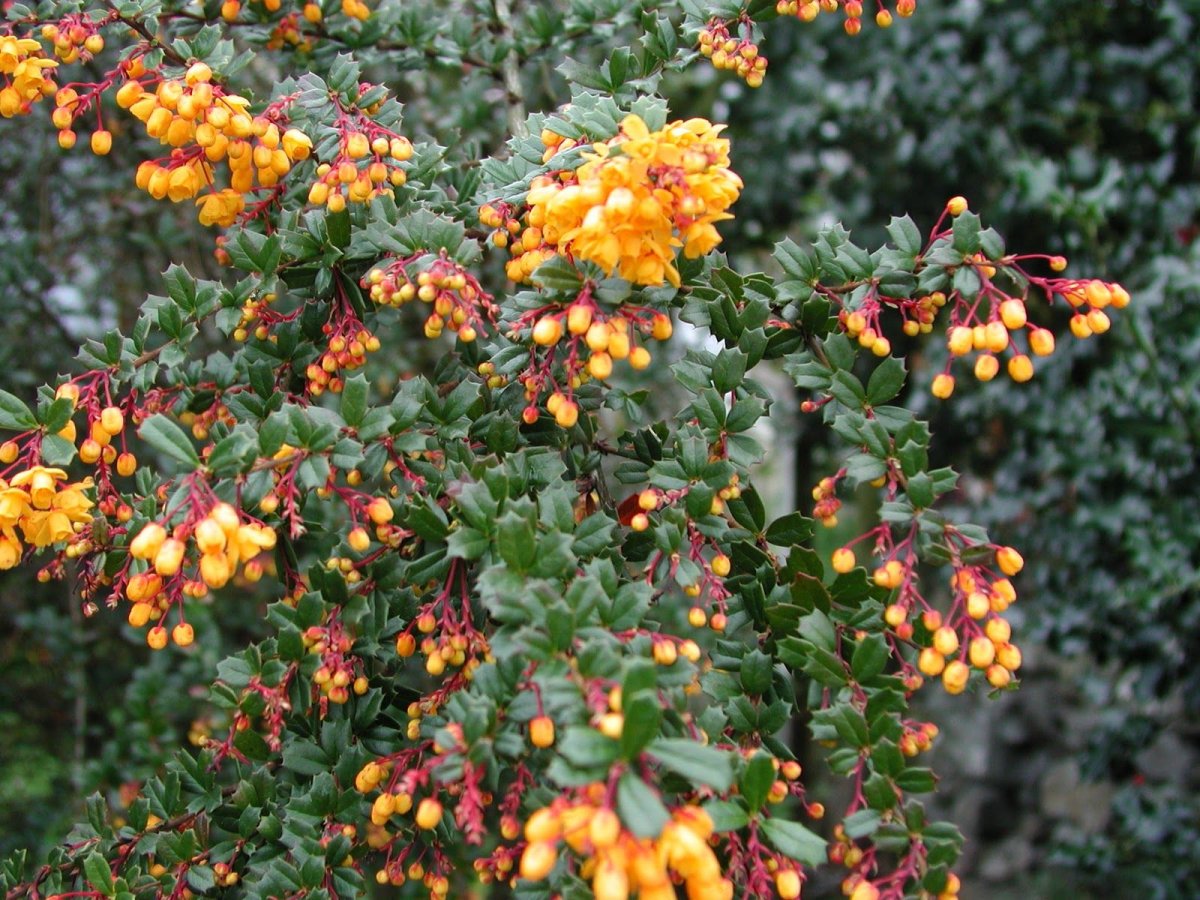 Барбарис Дарвина