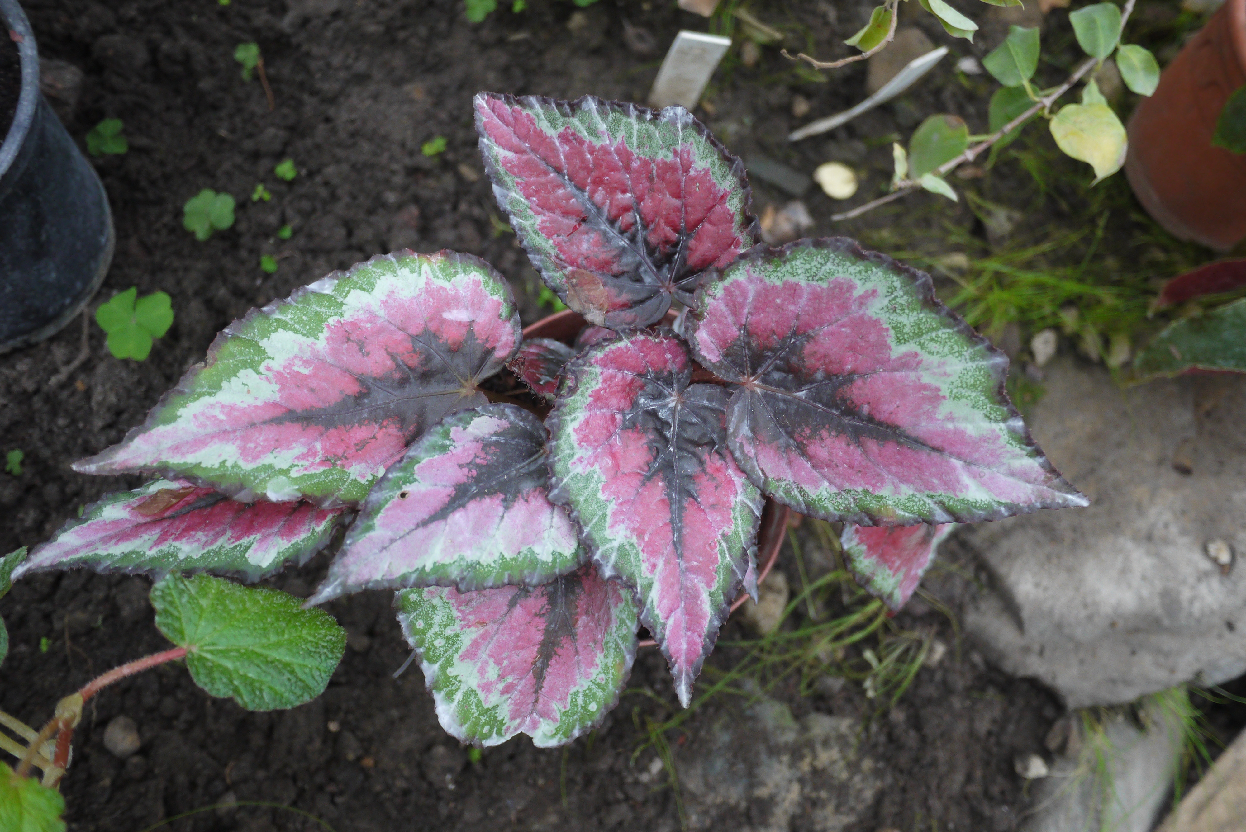 Бегония королевская