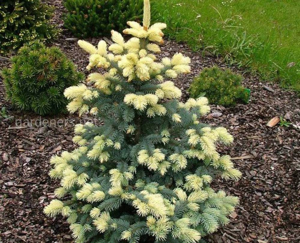 Ель колючая