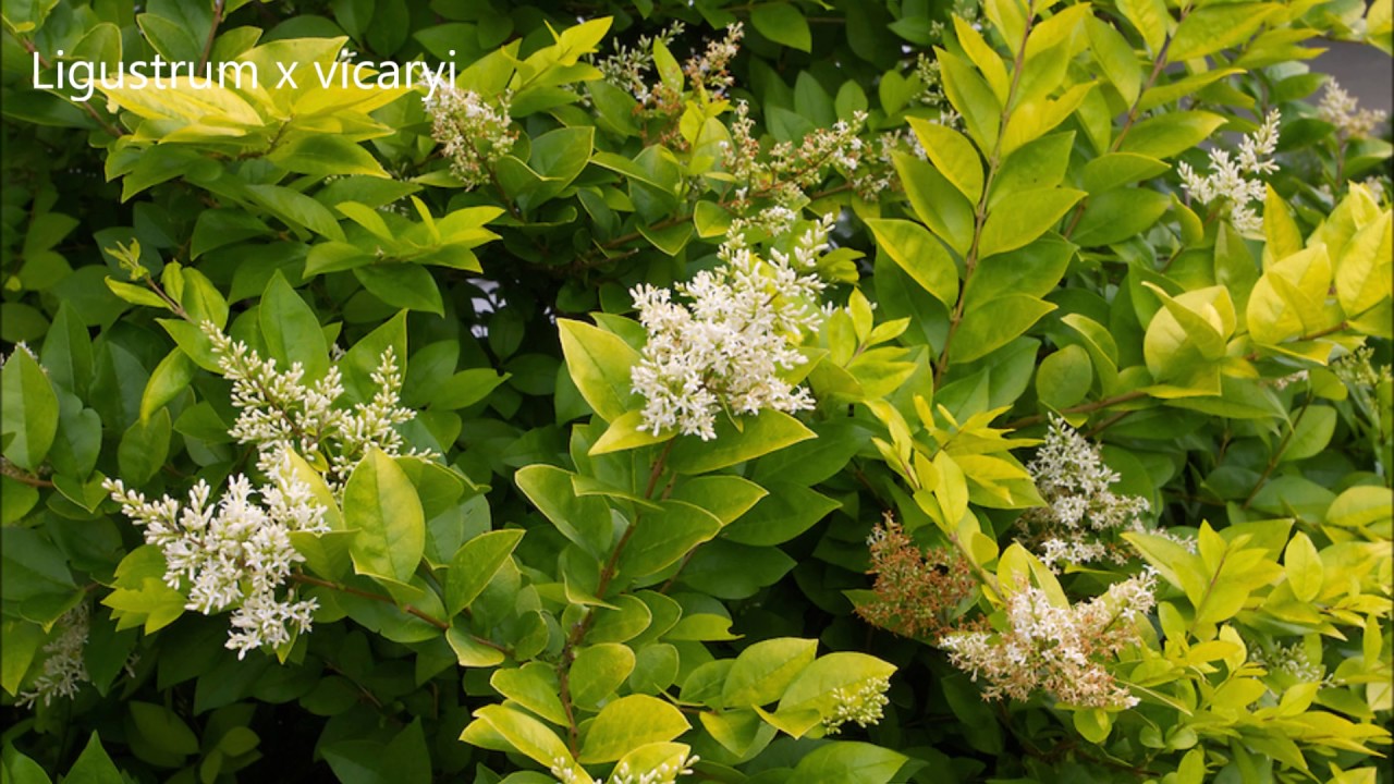 Бирючина золотистая