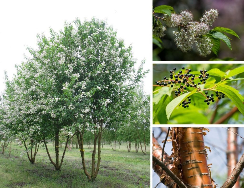 Черемуха Маака