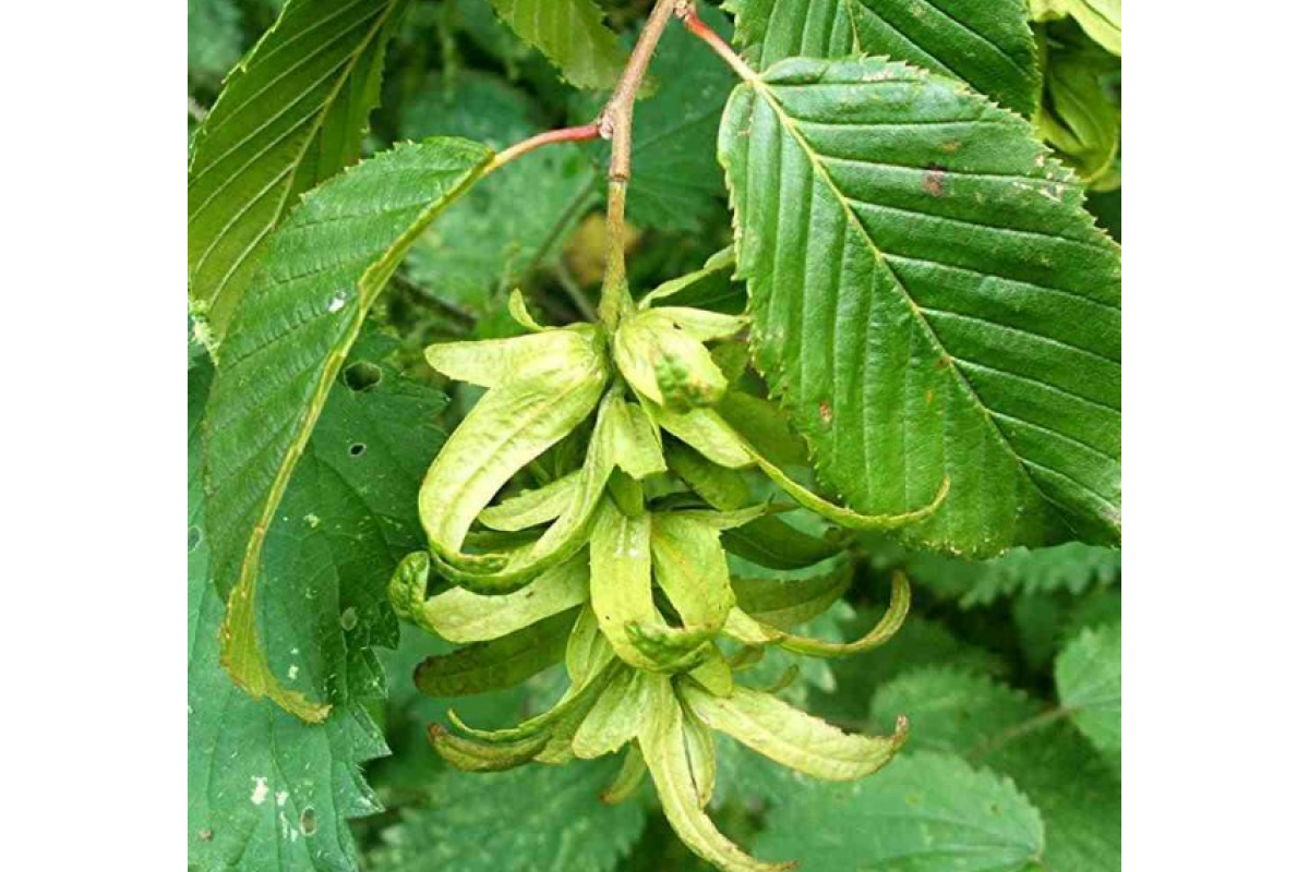 Граб восточный Граб восточный