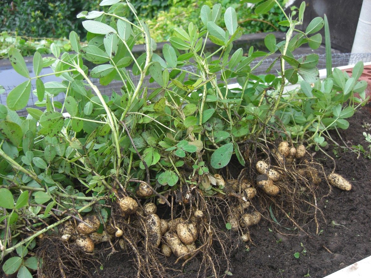 Бамбарский земляной орех