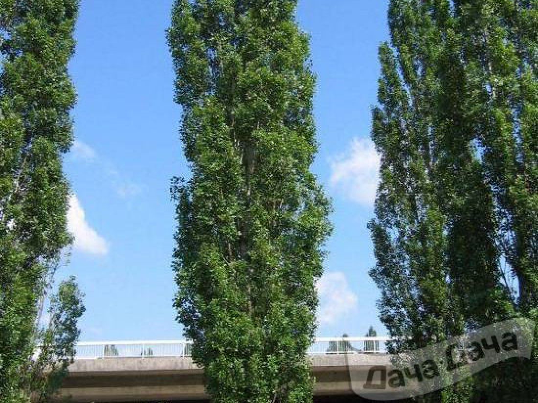 Тополь пирамидальный