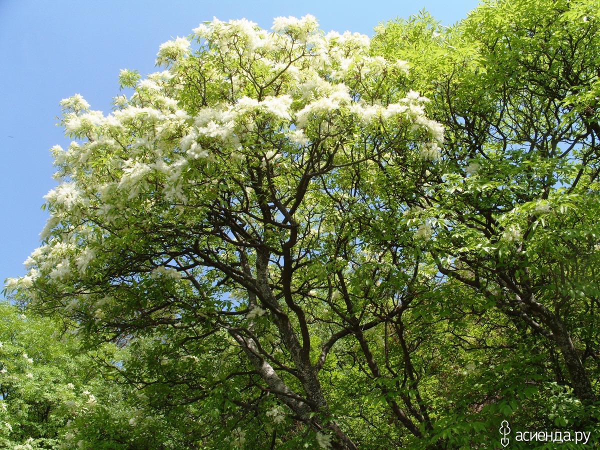 Ясень белый