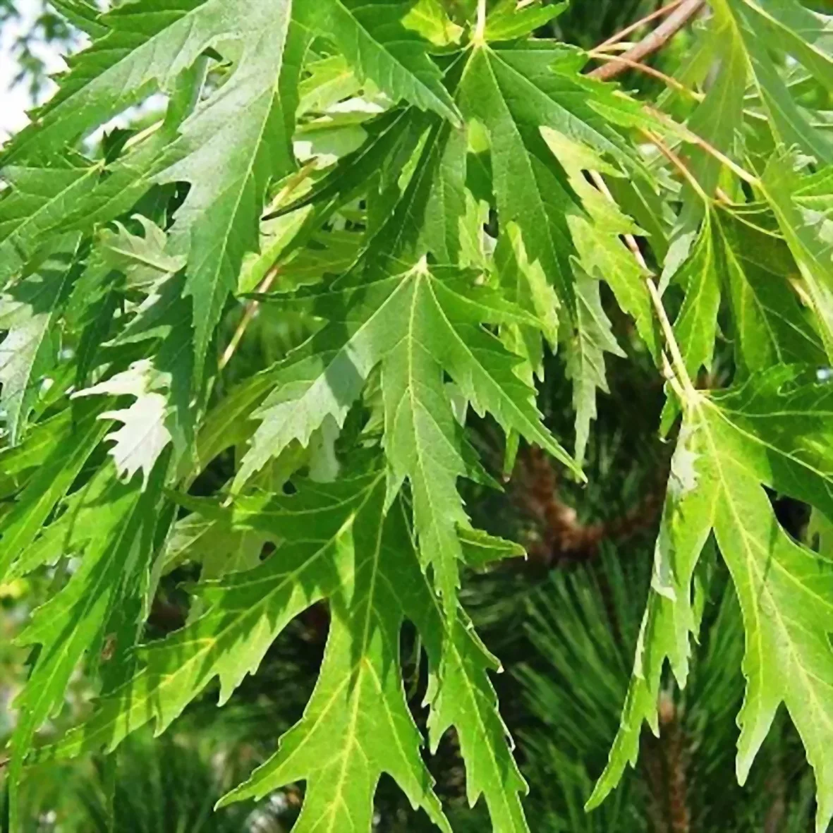 Клён серебристый