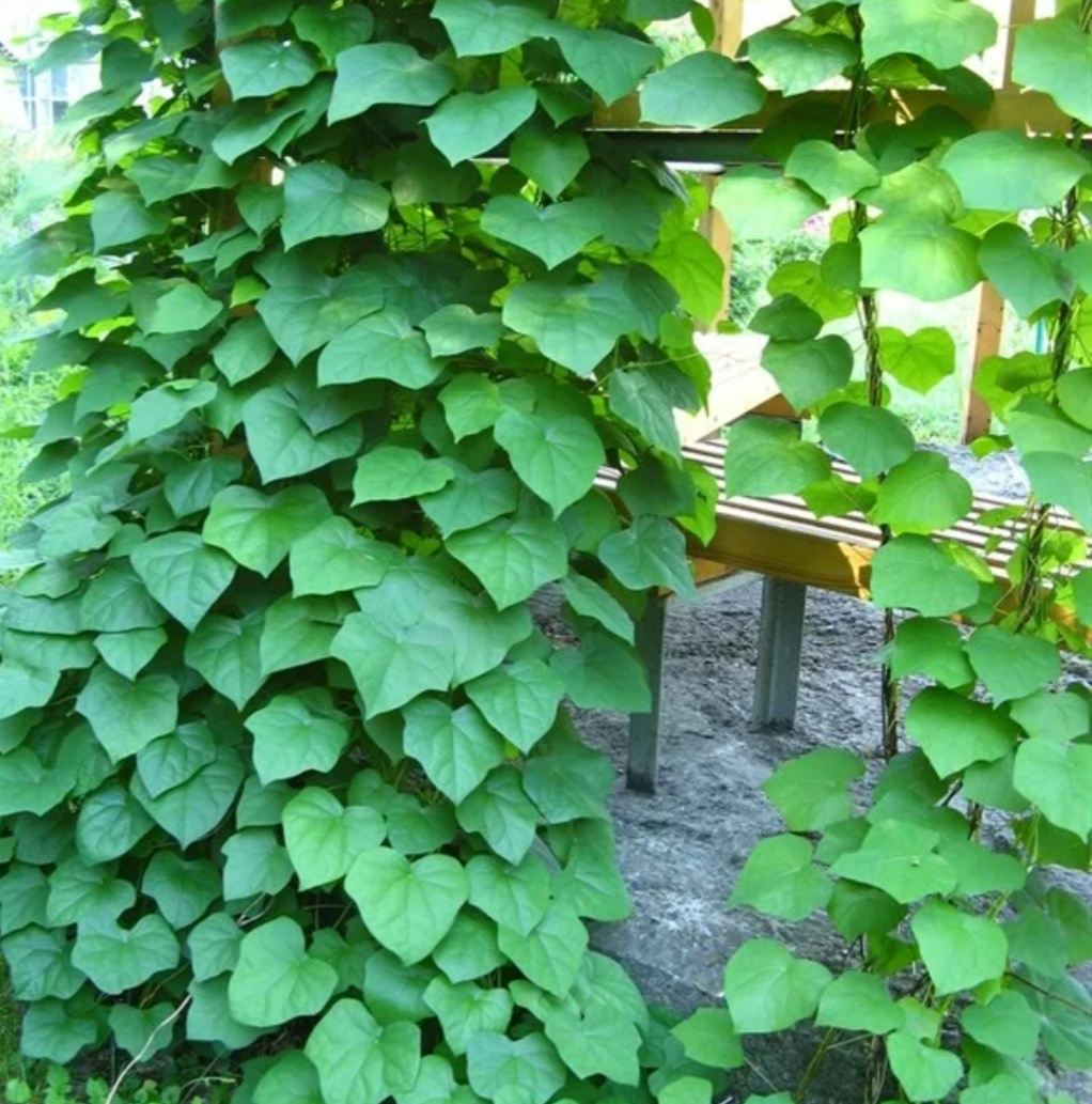 Луносемянник канадский