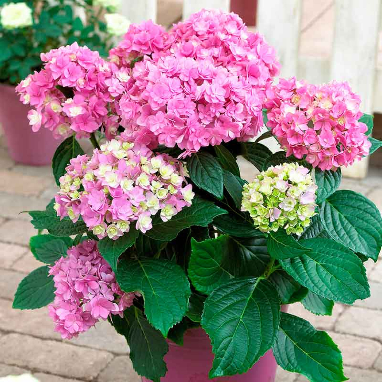 Гортензия крупнолистная