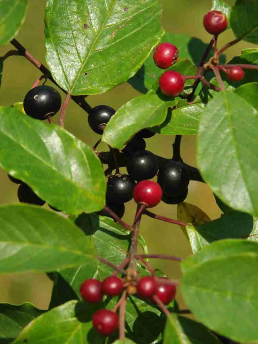 Крушина морская