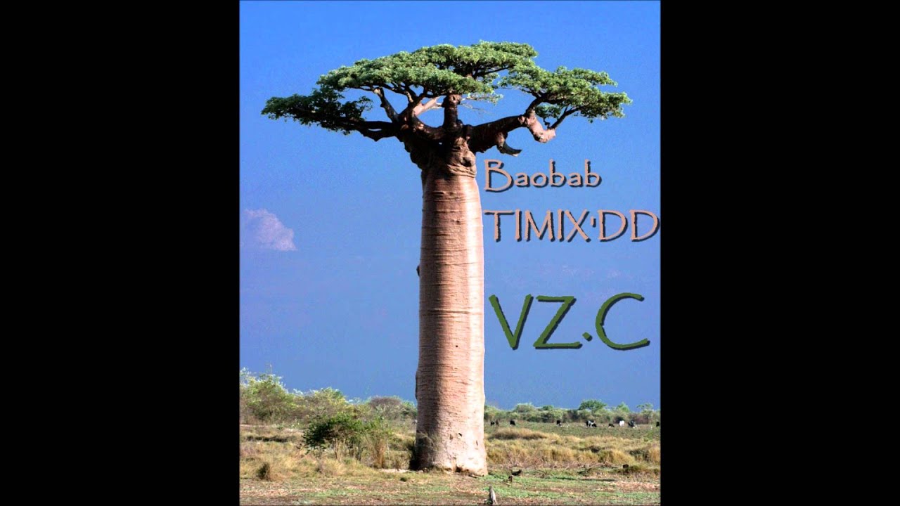Баобаб африканский
