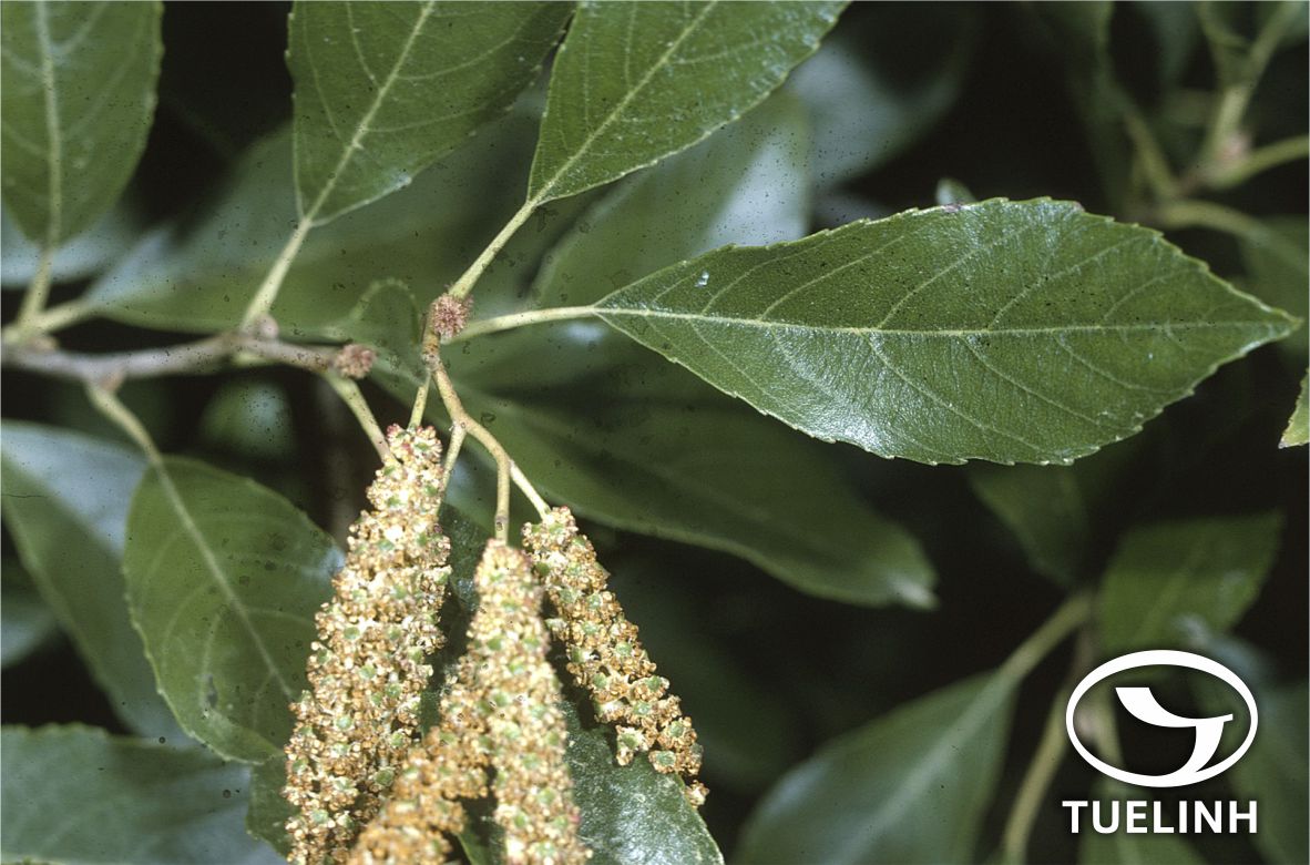 Ольха японская