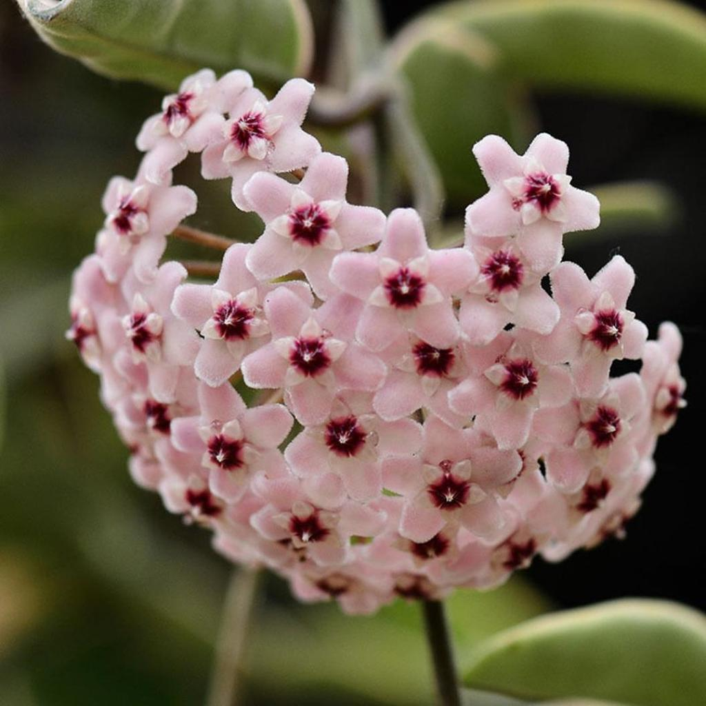 Плющ восковой