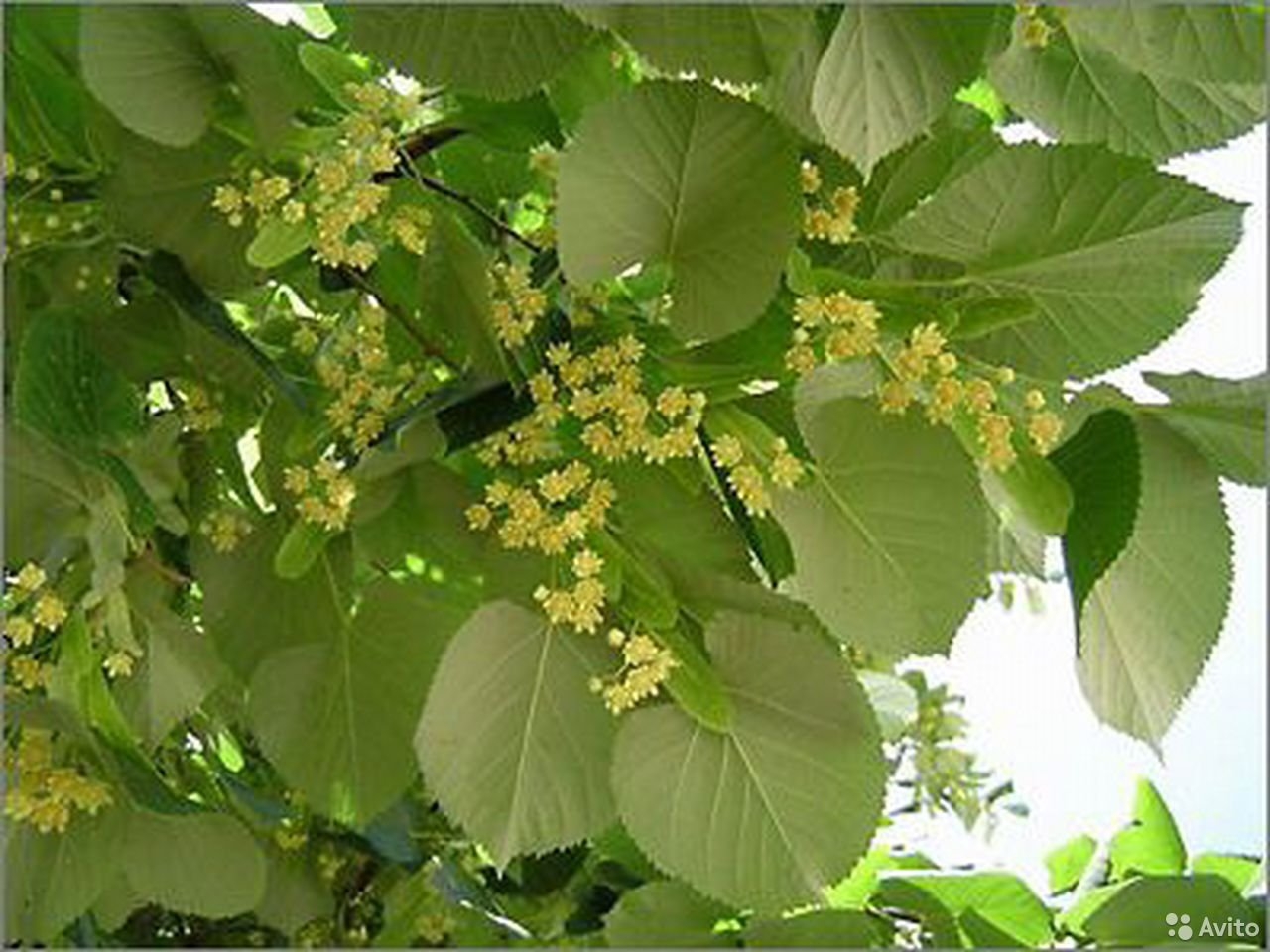 Липа мелколистная Липа мелколистная