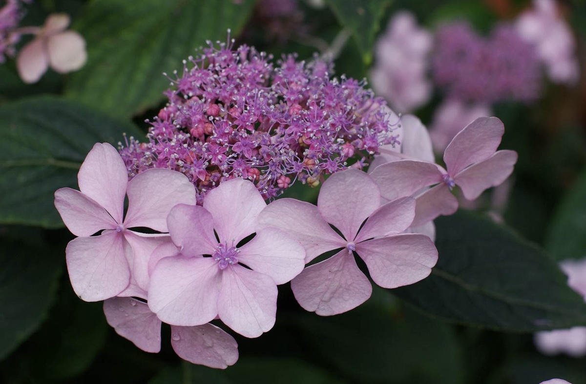 Гортензия пильчатая