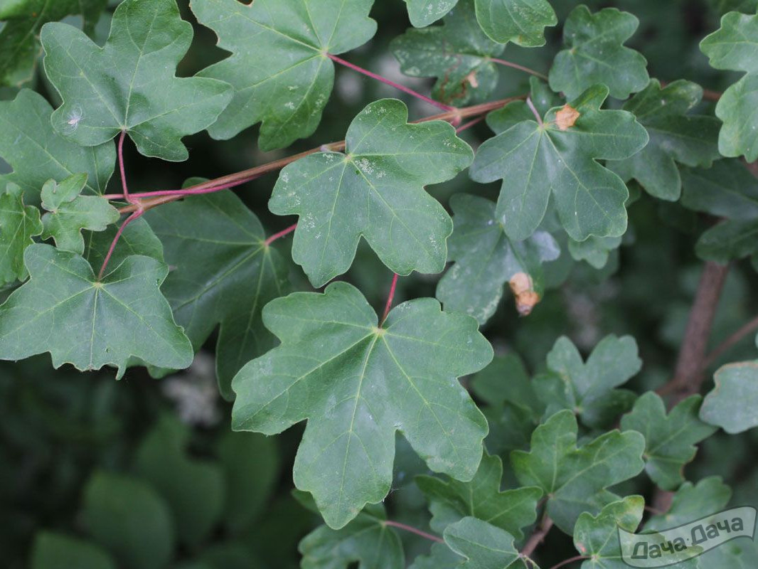 Клён полевой Клён полевой