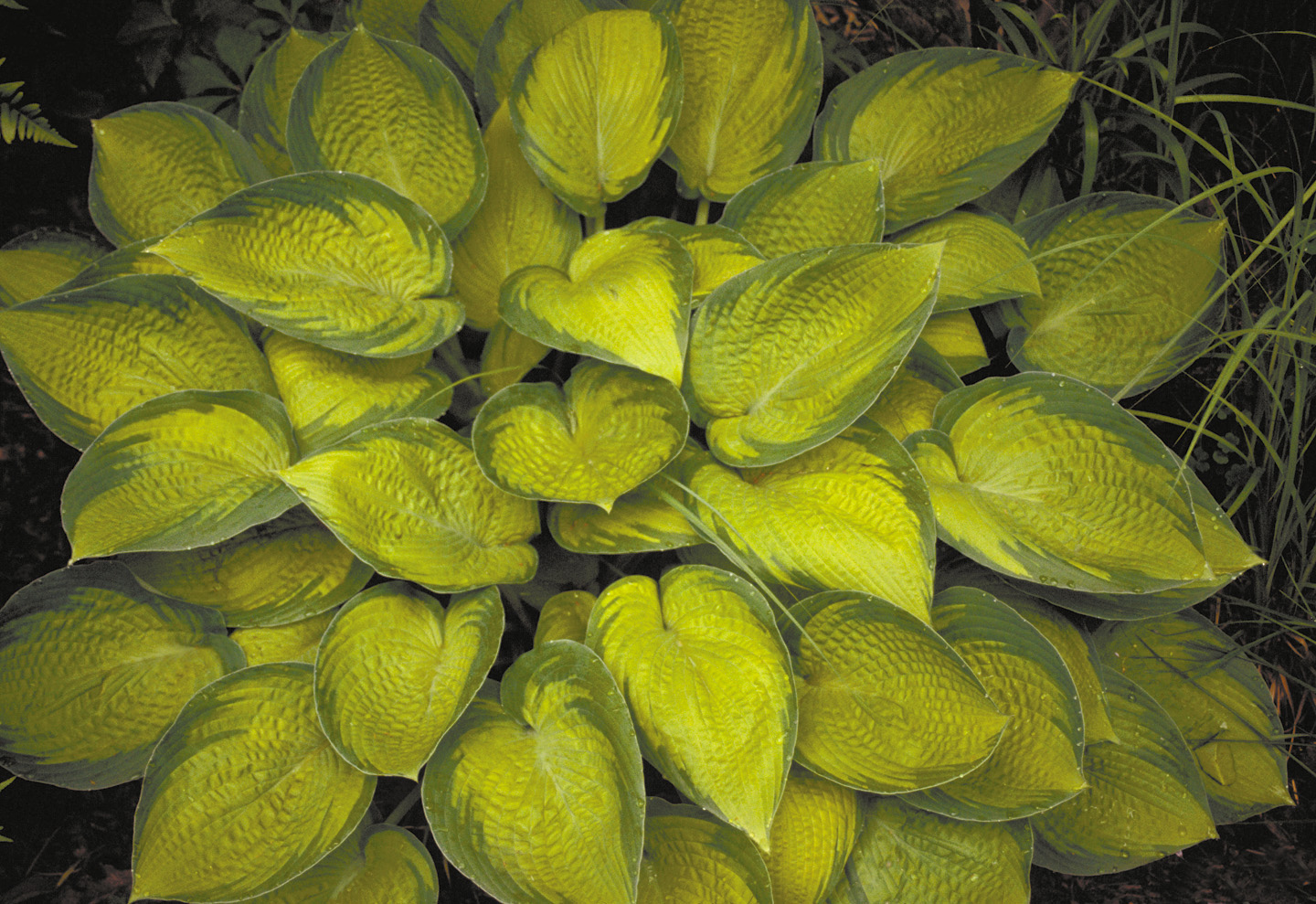 Безвкусница гибридная