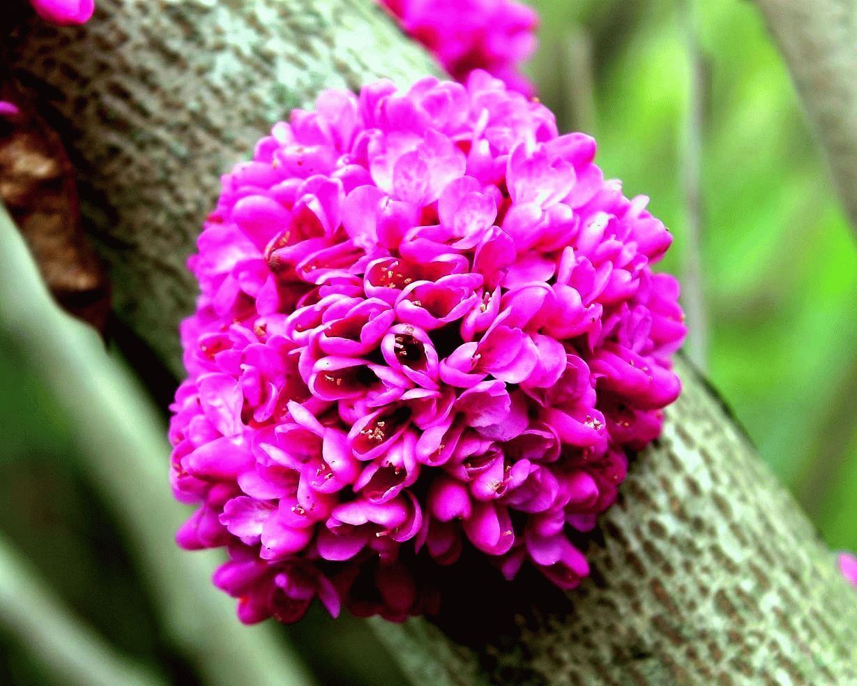 Багрянник китайский