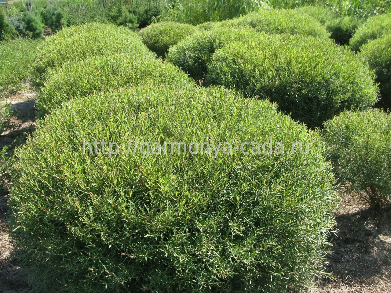 Ива пурпурная Ива пурпурная