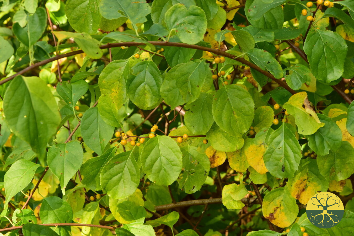 Древогубец розовый