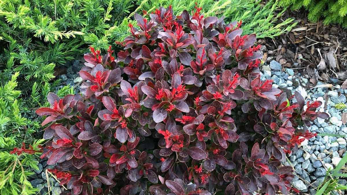 Барбарисовые (подсемейство)