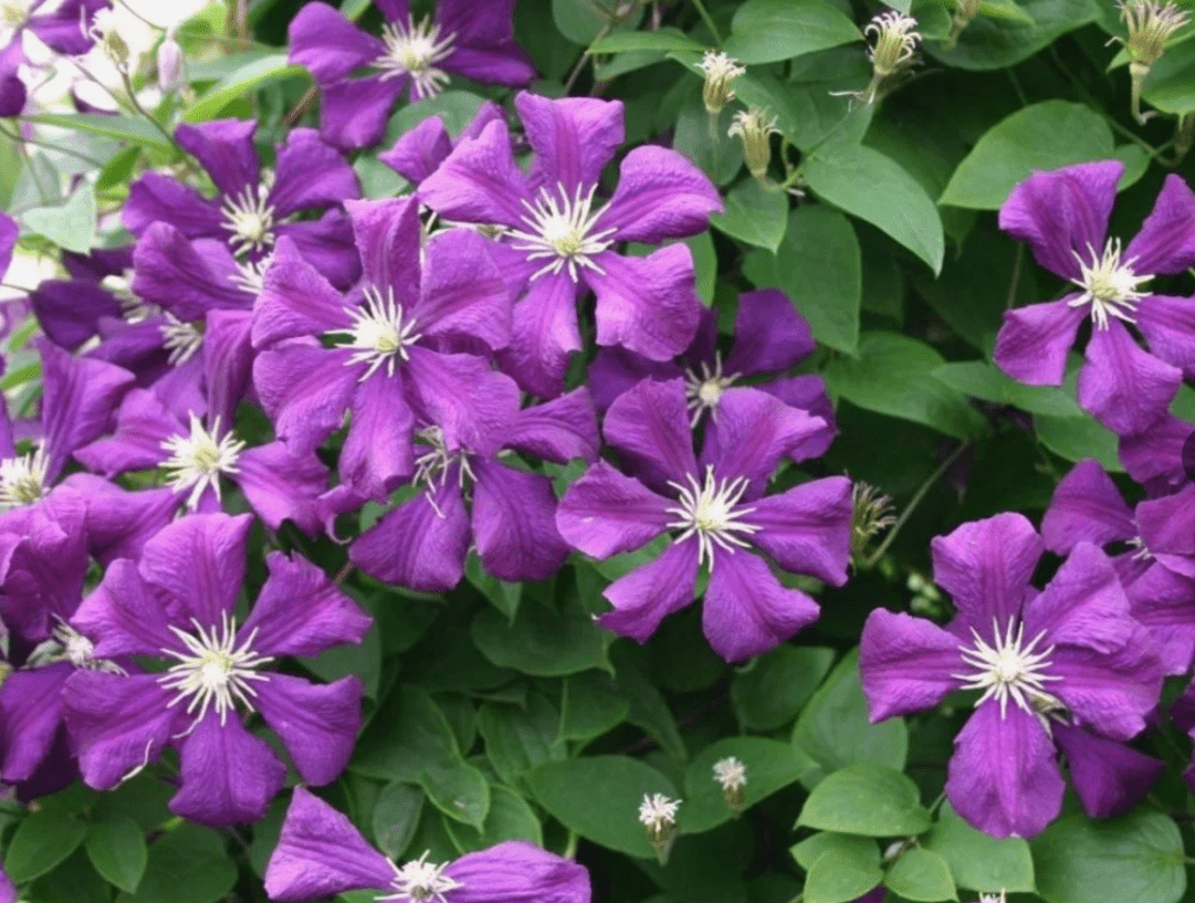 Клематис Витицелла