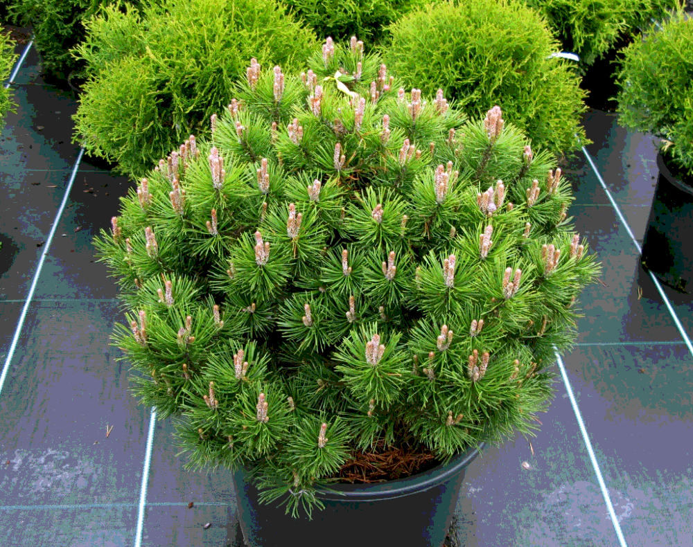 Сосна горная