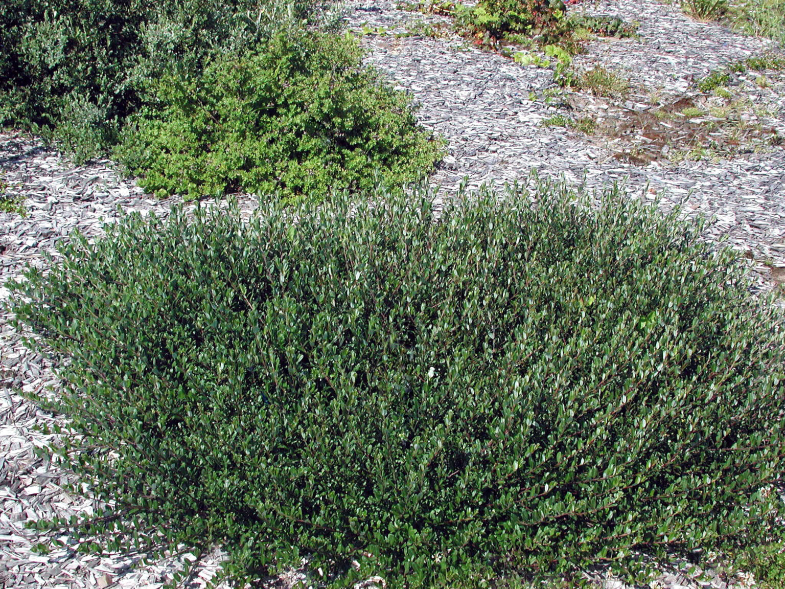 Ива мохнатая