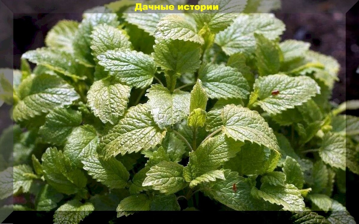 Мелисса