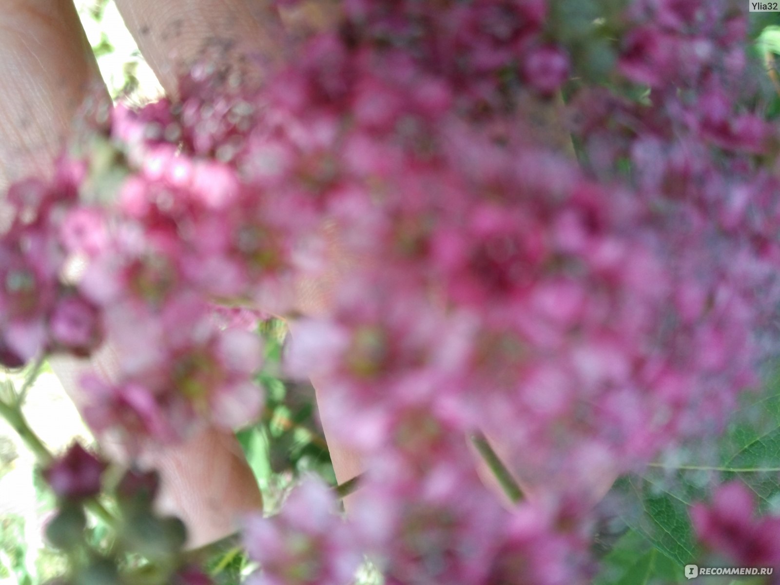 Сирень китайская