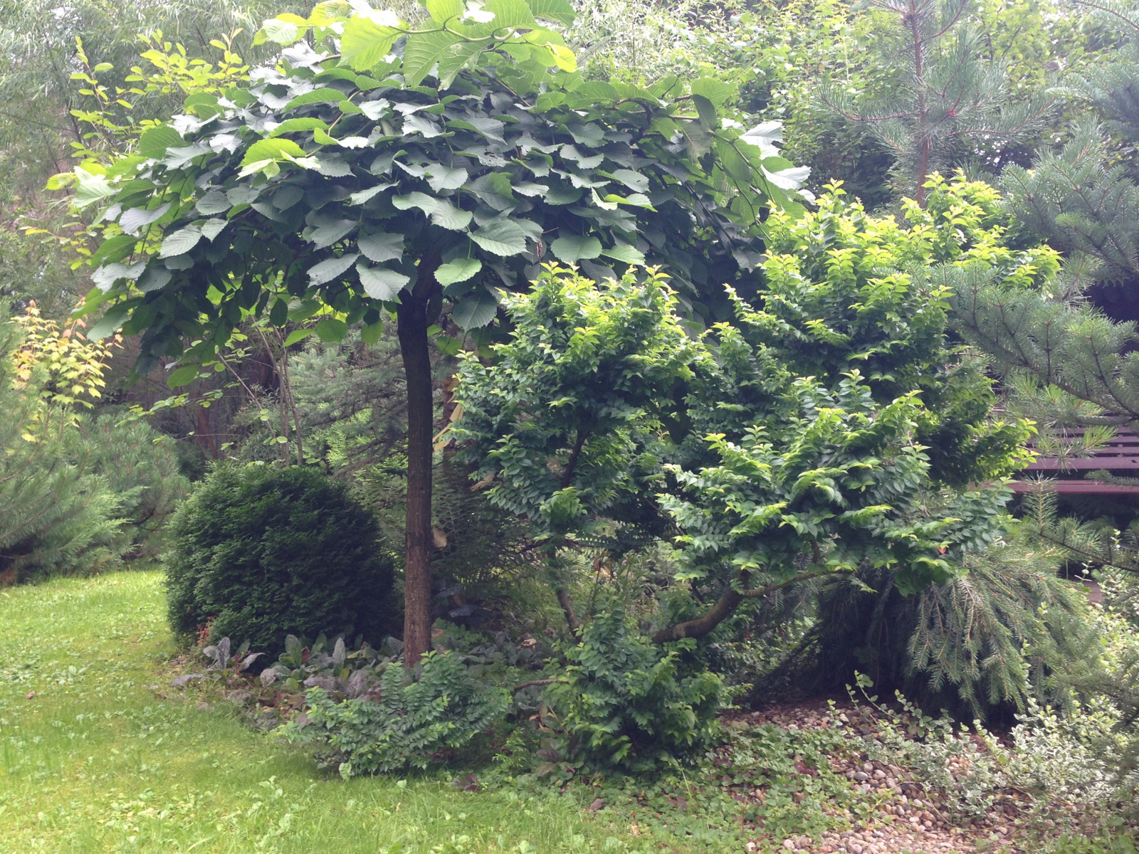 Вяз шершавый