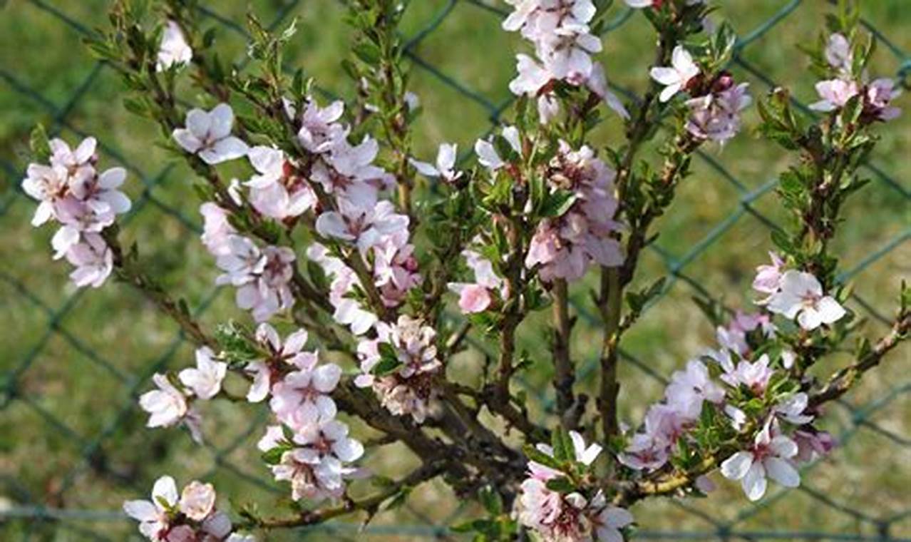 Миндаль обыкновенный Миндаль обыкновенный