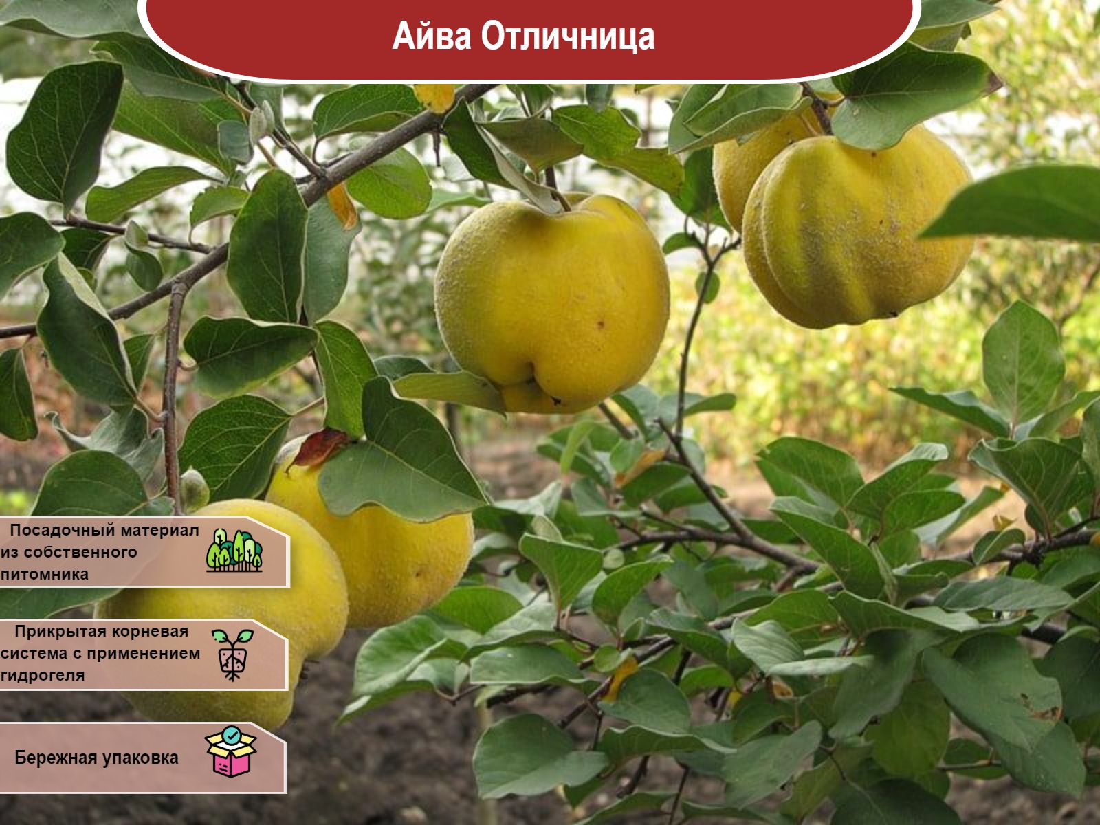 Плодовая айва