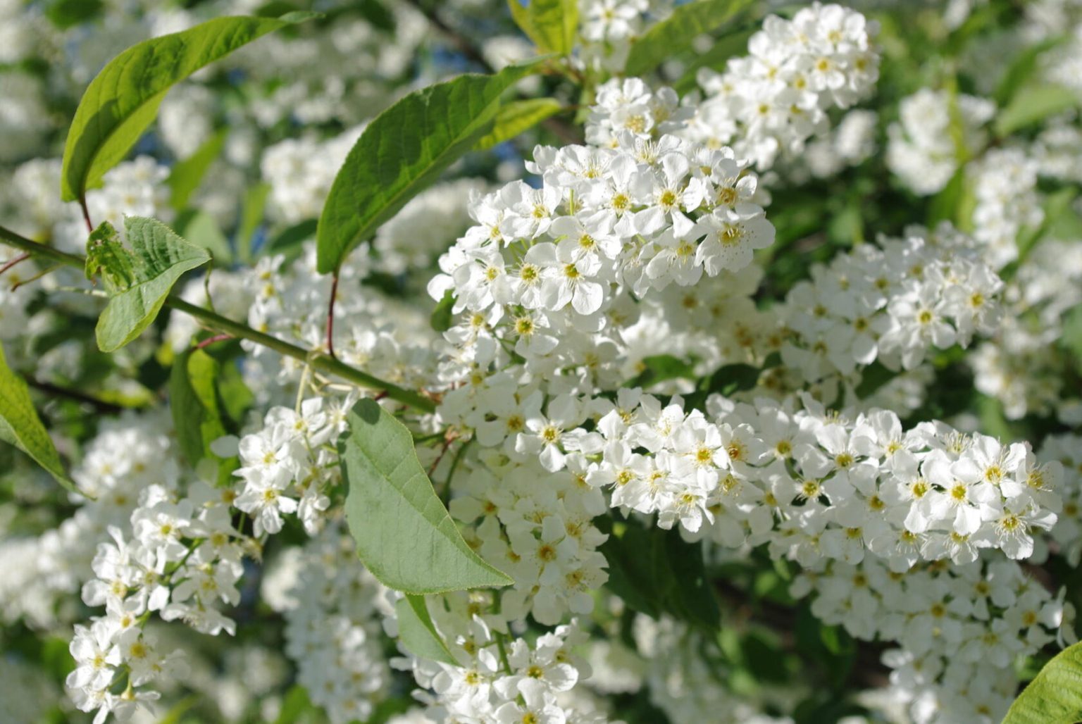 Черемуха сьори