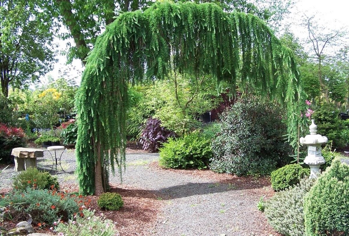 Лиственница европейская Лиственница европейская