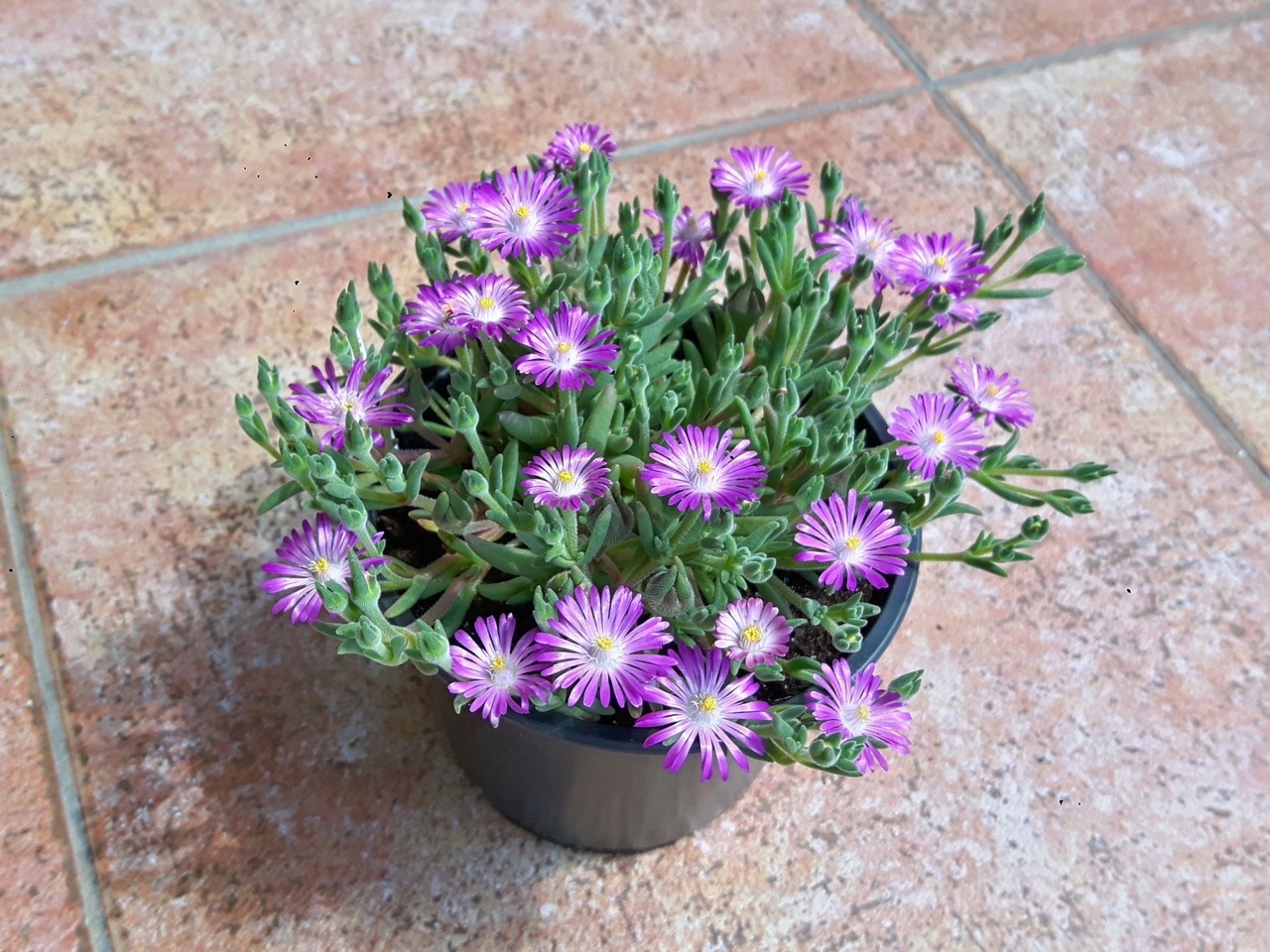 Балиоспермум Балиоспермум