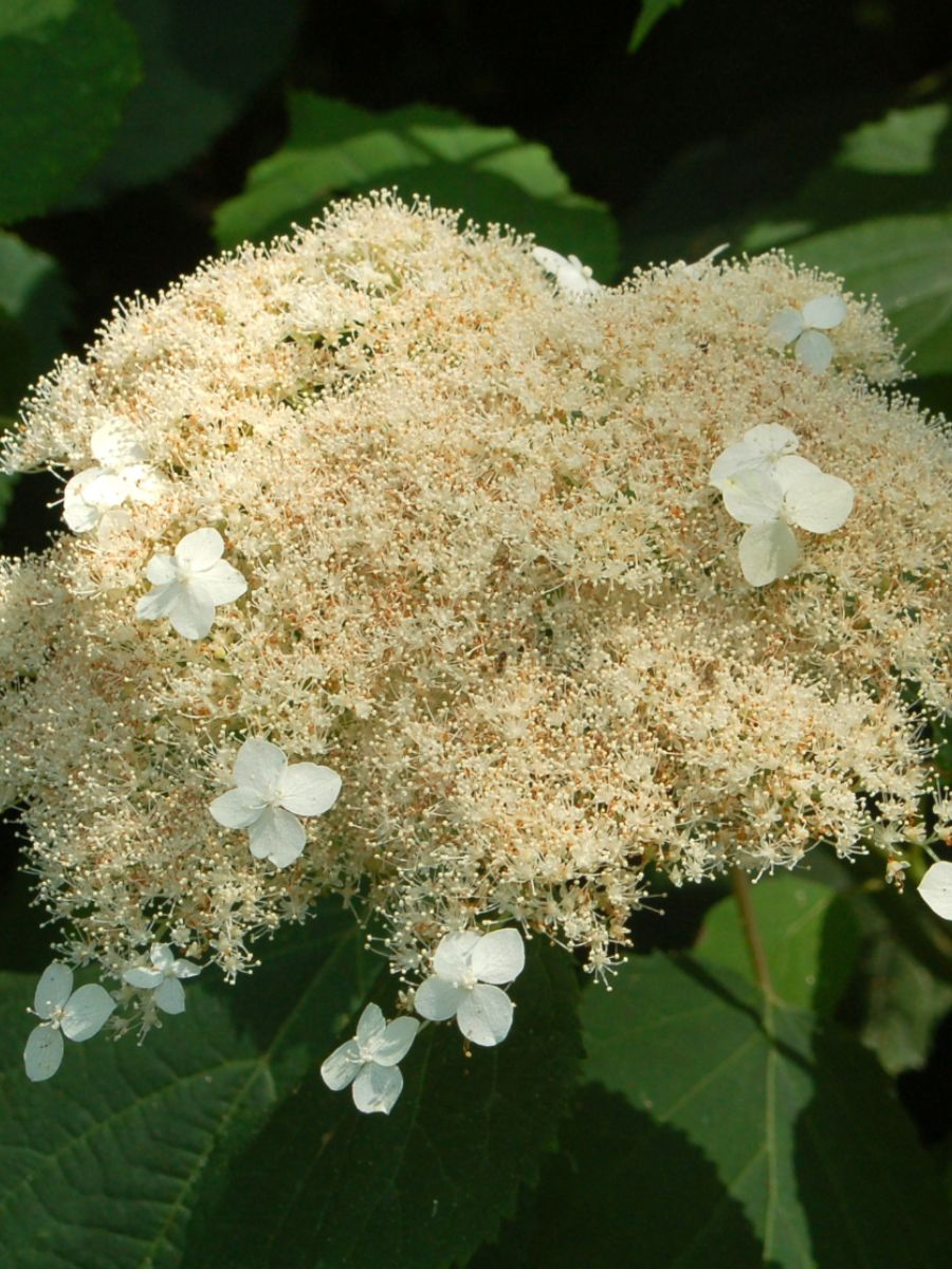 Гортензия лучистая