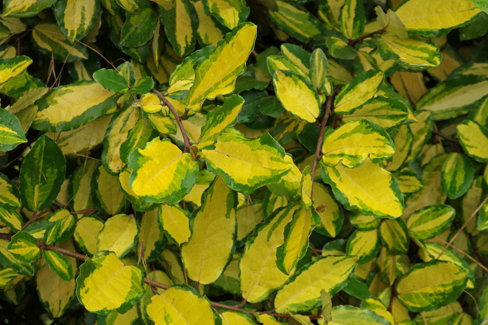 Лох Эббинга