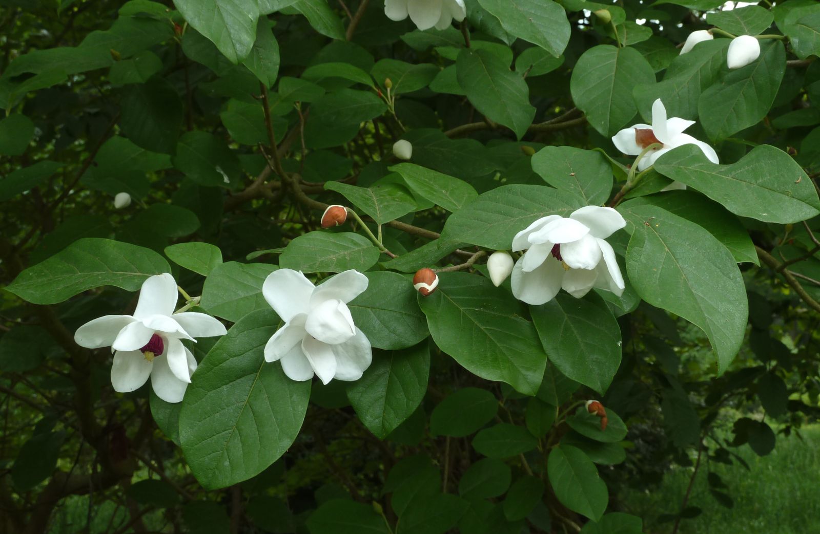 Магнолия Зибольда Магнолия Зибольда