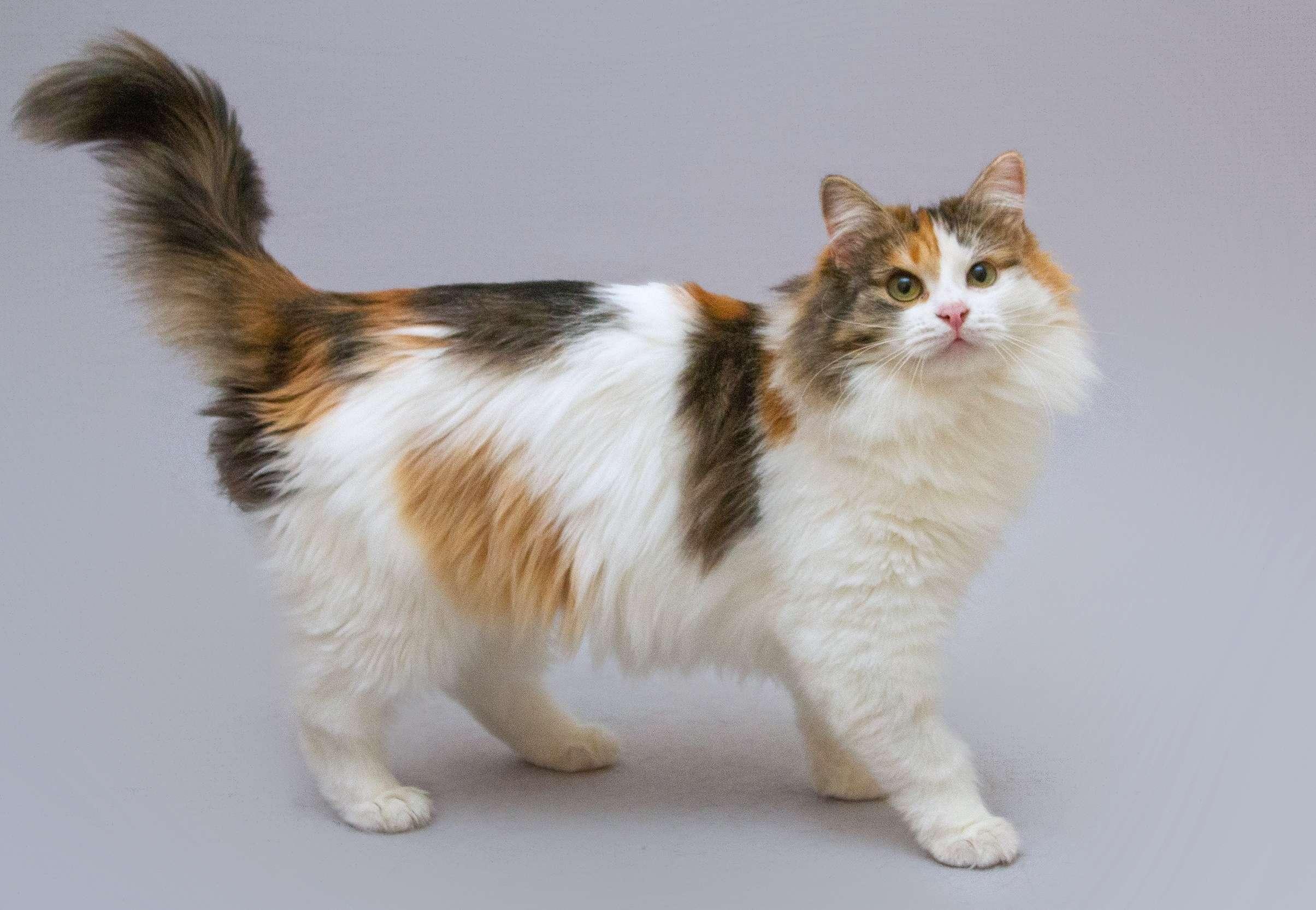 Липа сибирская