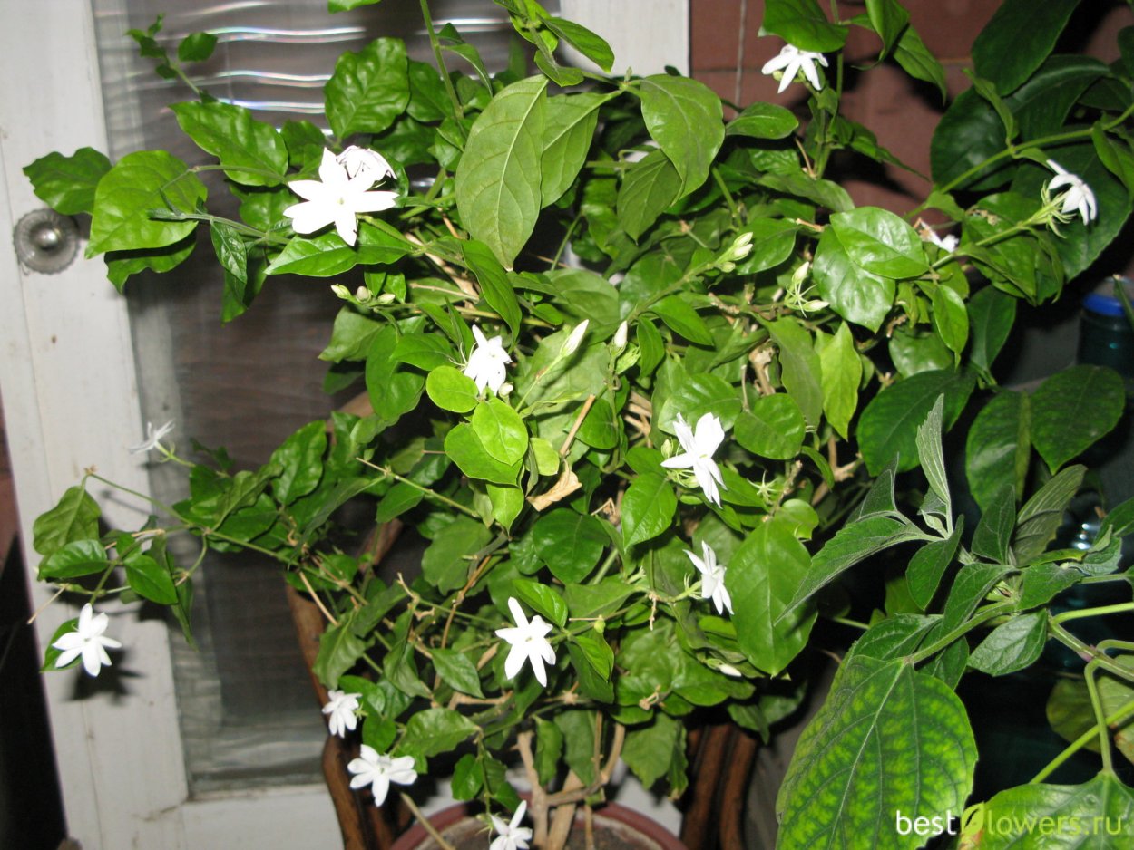 Жасмин самбак