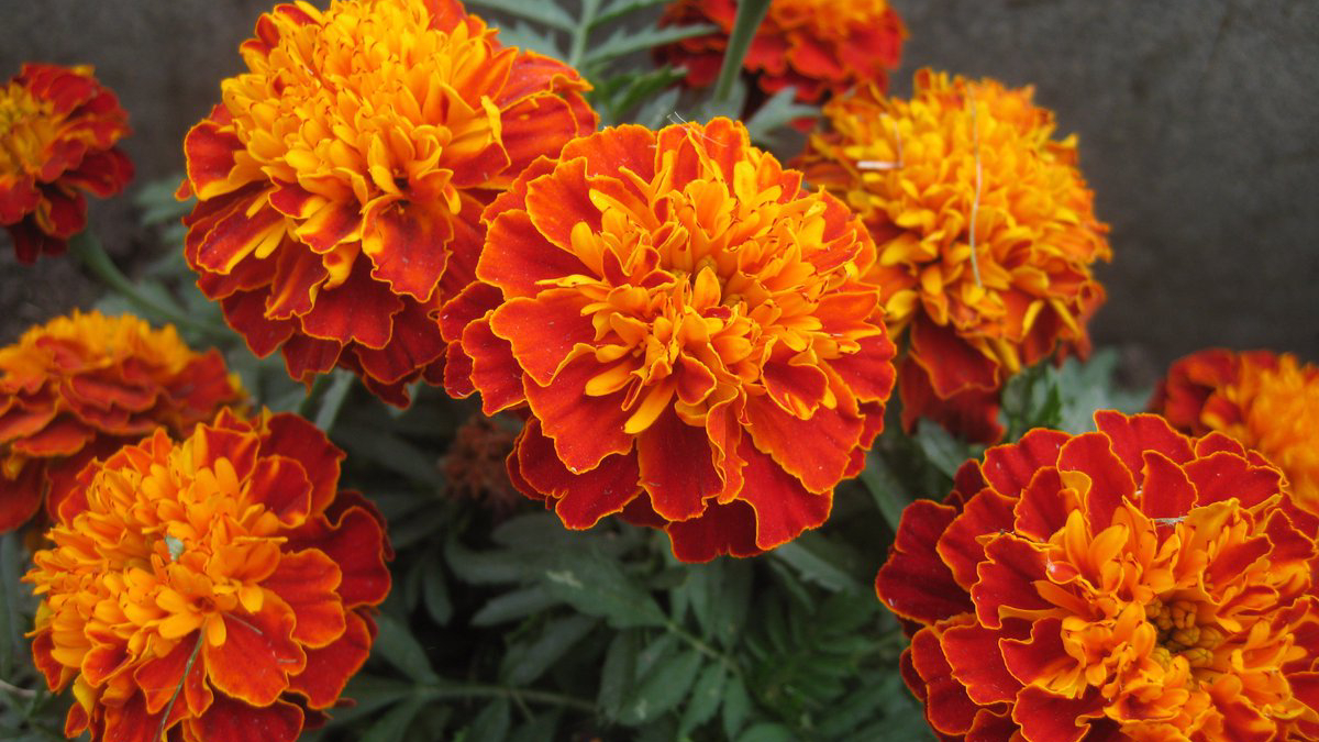 Бархатцевые Бархатцевые