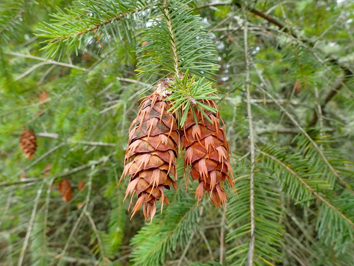 Псевдотсуга