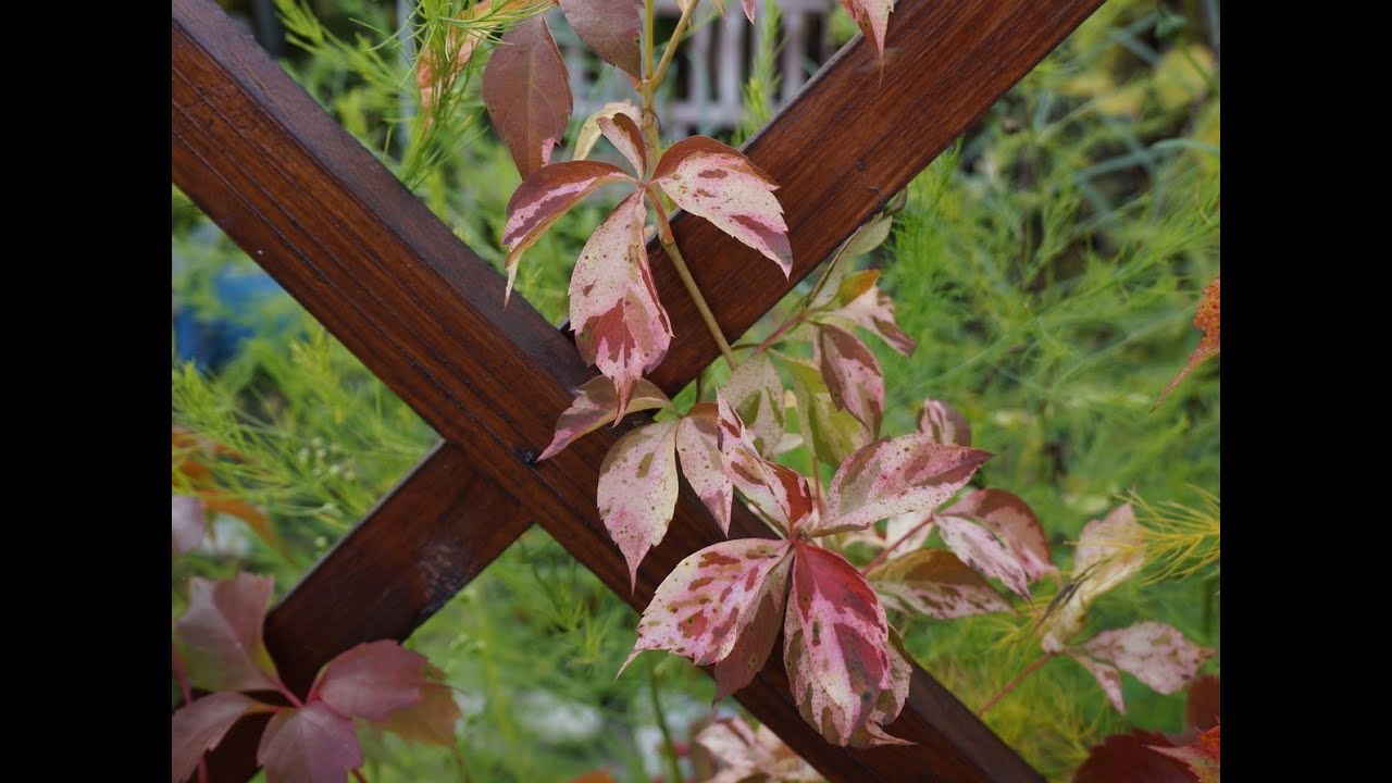 Виноград Тунберга