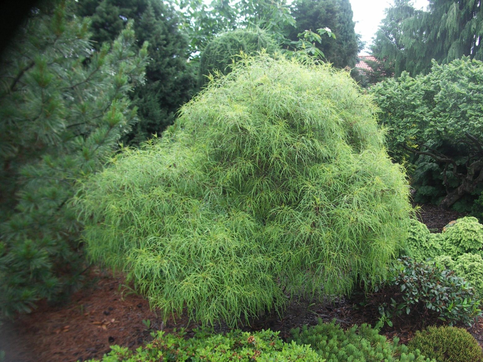 Крушина американская