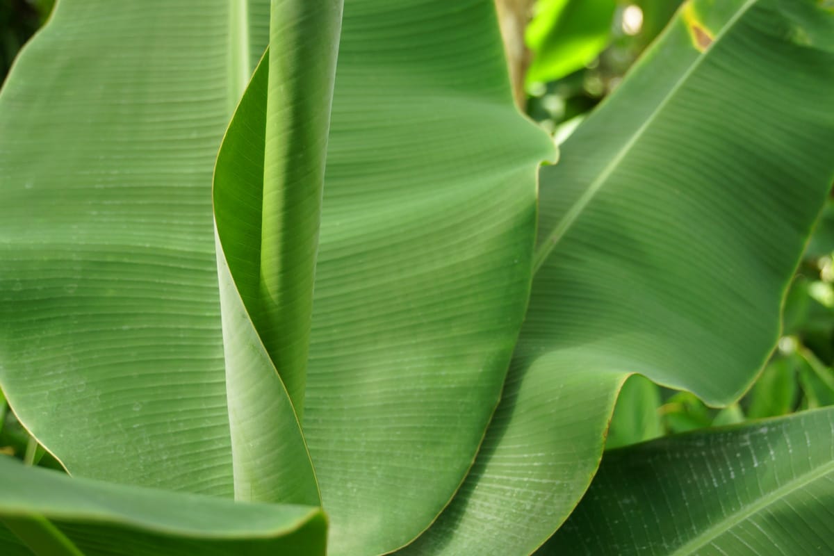 Банан японский Банан японский