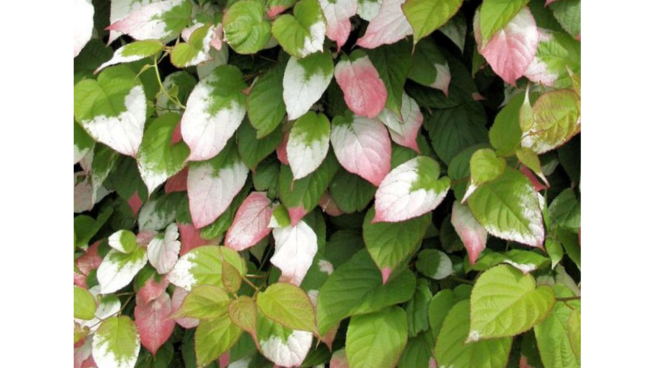 Актинидия китайская