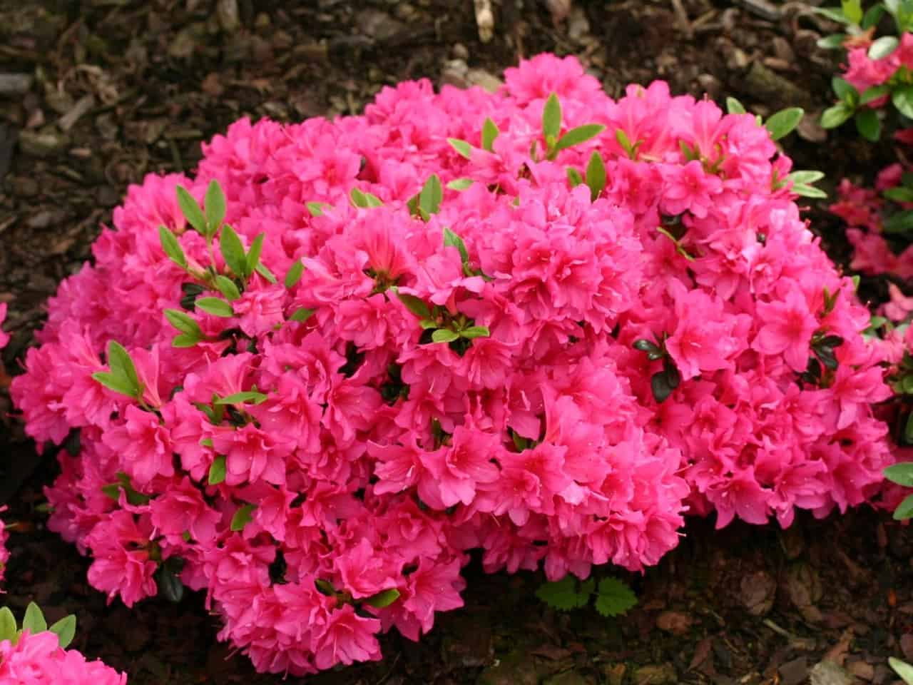 Рододендрон японский Рододендрон японский